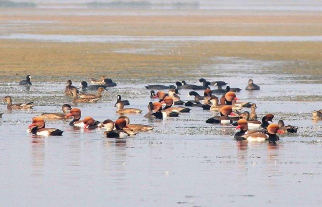 India's network of Ramsar Sites largest in South Asia